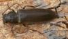 Arhopalus sp.